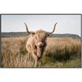 Picture of Beautiful Cow, Bella  _GroupedProduct_Rectangle_Landscape_Photography _GroupedProduct_Rectangle_Landscape_Canvas_Framed_