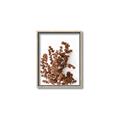 Picture of Brown Fall  _GroupedProduct_Rectangle_Portrait_Photography _GroupedProduct_Rectangle_Portrait_Canvas_Framed_