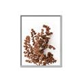 Picture of Brown Fall  _GroupedProduct_Rectangle_Portrait_Photography _GroupedProduct_Rectangle_Portrait_Canvas_Framed_
