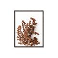 Picture of Brown Fall  _GroupedProduct_Rectangle_Portrait_Photography _GroupedProduct_Rectangle_Portrait_Canvas_Framed_