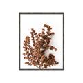 Picture of Brown Fall  _GroupedProduct_Rectangle_Portrait_Photography _GroupedProduct_Rectangle_Portrait_Canvas_Framed_