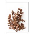 Picture of Brown Fall  _GroupedProduct_Rectangle_Portrait_Photography _GroupedProduct_Rectangle_Portrait_Canvas_Framed_