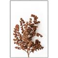 Picture of Brown Fall  _GroupedProduct_Rectangle_Portrait_Photography _GroupedProduct_Rectangle_Portrait_Canvas_Framed_