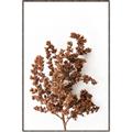 Picture of Brown Fall  _GroupedProduct_Rectangle_Portrait_Photography _GroupedProduct_Rectangle_Portrait_Canvas_Framed_