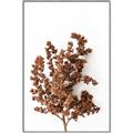 Picture of Brown Fall  _GroupedProduct_Rectangle_Portrait_Photography _GroupedProduct_Rectangle_Portrait_Canvas_Framed_