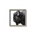 Picture of Buffalo Head _GroupedProduct_Square_Photography _GroupedProduct_Square_Canvas_Framed_