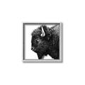 Picture of Buffalo Head _GroupedProduct_Square_Photography _GroupedProduct_Square_Canvas_Framed_