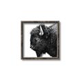 Picture of Buffalo Head _GroupedProduct_Square_Photography _GroupedProduct_Square_Canvas_Framed_