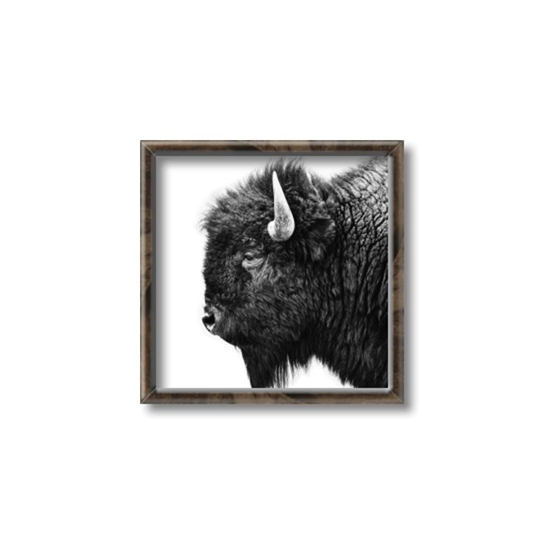 Picture of Buffalo Head _GroupedProduct_Square_Photography _GroupedProduct_Square_Canvas_Framed_