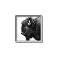 Picture of Buffalo Head _GroupedProduct_Square_Photography _GroupedProduct_Square_Canvas_Framed_