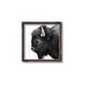 Picture of Buffalo Head _GroupedProduct_Square_Photography _GroupedProduct_Square_Canvas_Framed_