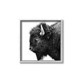 Picture of Buffalo Head _GroupedProduct_Square_Photography _GroupedProduct_Square_Canvas_Framed_