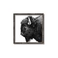 Picture of Buffalo Head _GroupedProduct_Square_Photography _GroupedProduct_Square_Canvas_Framed_