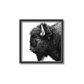 Picture of Buffalo Head _GroupedProduct_Square_Photography _GroupedProduct_Square_Canvas_Framed_