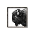 Picture of Buffalo Head _GroupedProduct_Square_Photography _GroupedProduct_Square_Canvas_Framed_