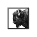 Picture of Buffalo Head _GroupedProduct_Square_Photography _GroupedProduct_Square_Canvas_Framed_