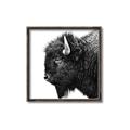 Picture of Buffalo Head _GroupedProduct_Square_Photography _GroupedProduct_Square_Canvas_Framed_