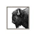 Picture of Buffalo Head _GroupedProduct_Square_Photography _GroupedProduct_Square_Canvas_Framed_