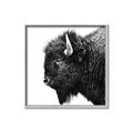 Picture of Buffalo Head _GroupedProduct_Square_Photography _GroupedProduct_Square_Canvas_Framed_