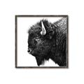 Picture of Buffalo Head _GroupedProduct_Square_Photography _GroupedProduct_Square_Canvas_Framed_