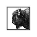 Picture of Buffalo Head _GroupedProduct_Square_Photography _GroupedProduct_Square_Canvas_Framed_