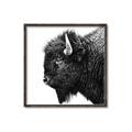 Picture of Buffalo Head _GroupedProduct_Square_Photography _GroupedProduct_Square_Canvas_Framed_