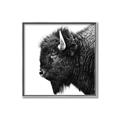 Picture of Buffalo Head _GroupedProduct_Square_Photography _GroupedProduct_Square_Canvas_Framed_