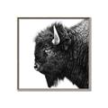 Picture of Buffalo Head _GroupedProduct_Square_Photography _GroupedProduct_Square_Canvas_Framed_