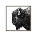 Picture of Buffalo Head _GroupedProduct_Square_Photography _GroupedProduct_Square_Canvas_Framed_