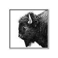 Picture of Buffalo Head _GroupedProduct_Square_Photography _GroupedProduct_Square_Canvas_Framed_