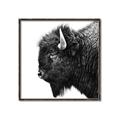 Picture of Buffalo Head _GroupedProduct_Square_Photography _GroupedProduct_Square_Canvas_Framed_