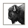 Picture of Buffalo Head _GroupedProduct_Square_Photography _GroupedProduct_Square_Canvas_Framed_