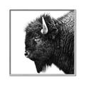 Picture of Buffalo Head _GroupedProduct_Square_Photography _GroupedProduct_Square_Canvas_Framed_