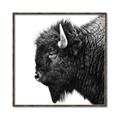 Picture of Buffalo Head _GroupedProduct_Square_Photography _GroupedProduct_Square_Canvas_Framed_