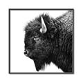 Picture of Buffalo Head _GroupedProduct_Square_Photography _GroupedProduct_Square_Canvas_Framed_