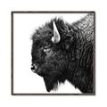 Picture of Buffalo Head _GroupedProduct_Square_Photography _GroupedProduct_Square_Canvas_Framed_