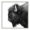 Picture of Buffalo Head _GroupedProduct_Square_Photography _GroupedProduct_Square_Canvas_Framed_
