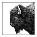 Picture of Buffalo Head _GroupedProduct_Square_Photography _GroupedProduct_Square_Canvas_Framed_