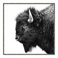 Picture of Buffalo Head _GroupedProduct_Square_Photography _GroupedProduct_Square_Canvas_Framed_