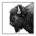 Picture of Buffalo Head _GroupedProduct_Square_Photography _GroupedProduct_Square_Canvas_Framed_