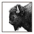 Picture of Buffalo Head _GroupedProduct_Square_Photography _GroupedProduct_Square_Canvas_Framed_