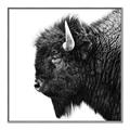Picture of Buffalo Head _GroupedProduct_Square_Photography _GroupedProduct_Square_Canvas_Framed_
