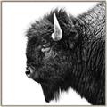 Picture of Buffalo Head _GroupedProduct_Square_Photography _GroupedProduct_Square_Canvas_Framed_