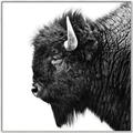 Picture of Buffalo Head _GroupedProduct_Square_Photography _GroupedProduct_Square_Canvas_Framed_