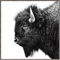Picture of Buffalo Head _GroupedProduct_Square_Photography _GroupedProduct_Square_Canvas_Framed_