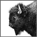 Picture of Buffalo Head _GroupedProduct_Square_Photography _GroupedProduct_Square_Canvas_Framed_