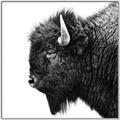 Picture of Buffalo Head _GroupedProduct_Square_Photography _GroupedProduct_Square_Canvas_Framed_