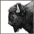 Picture of Buffalo Head _GroupedProduct_Square_Photography _GroupedProduct_Square_Canvas_Framed_