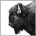 Picture of Buffalo Head _GroupedProduct_Square_Photography _GroupedProduct_Square_Canvas_Framed_
