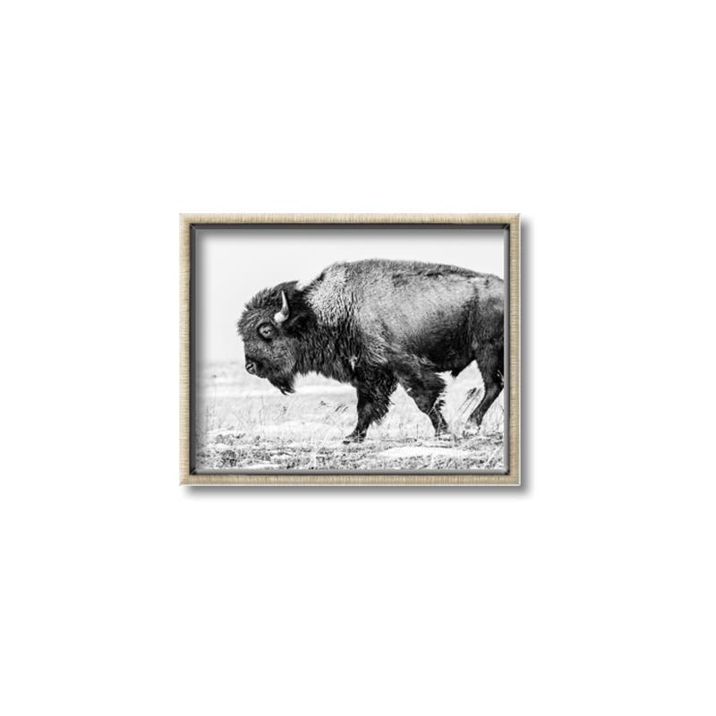 Picture of Buffalo March _GroupedProduct_Rectangle_Landscape_Photography _GroupedProduct_Rectangle_Landscape_Canvas_Framed_